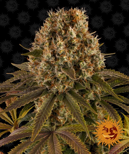 Strawberry Lemonade Feminised Seeds - 5