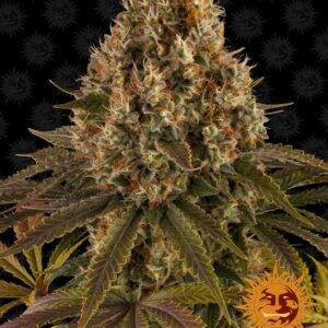 Strawberry Lemonade Feminised Seeds - 10