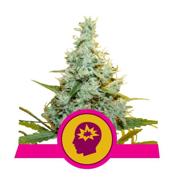 AMG (Amnesia Mac Ganja) Feminised Seeds - 10