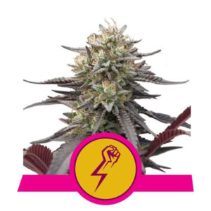 Green Crack Punch Feminised Seeds - 10