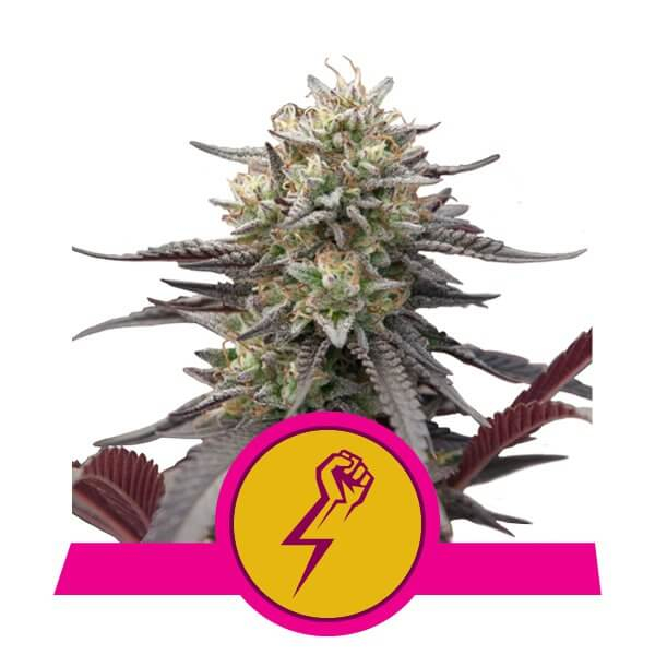 Green Crack Punch Feminised Seeds - 10