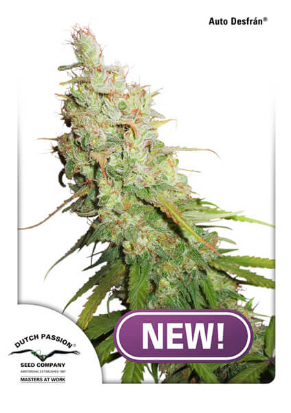 Desfran Auto Feminised Seeds - 3