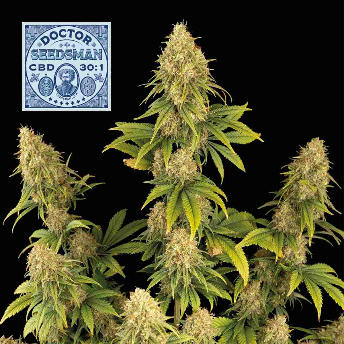 Doctor Seedsman CBD 30:1 Feminised Seeds - 25