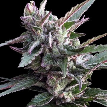 Thai Chi Feminised Seeds - 5