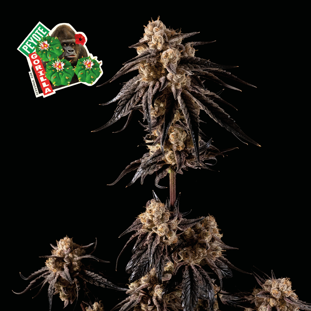 Peyote Gorilla Feminised Seeds - 25