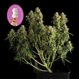 Gelat.OG Auto Feminised Seeds - 25