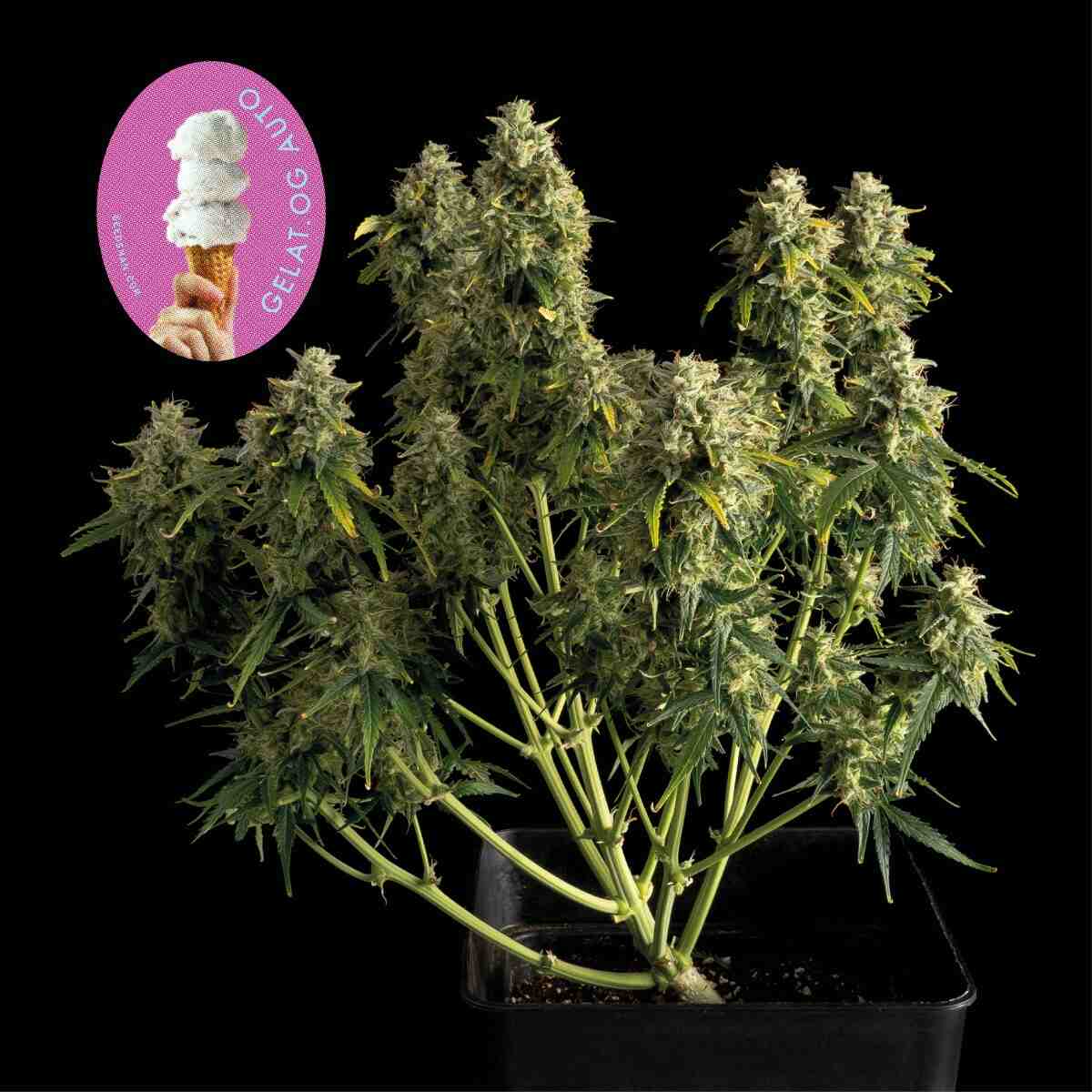 Gelat.OG Auto Feminised Seeds - 25