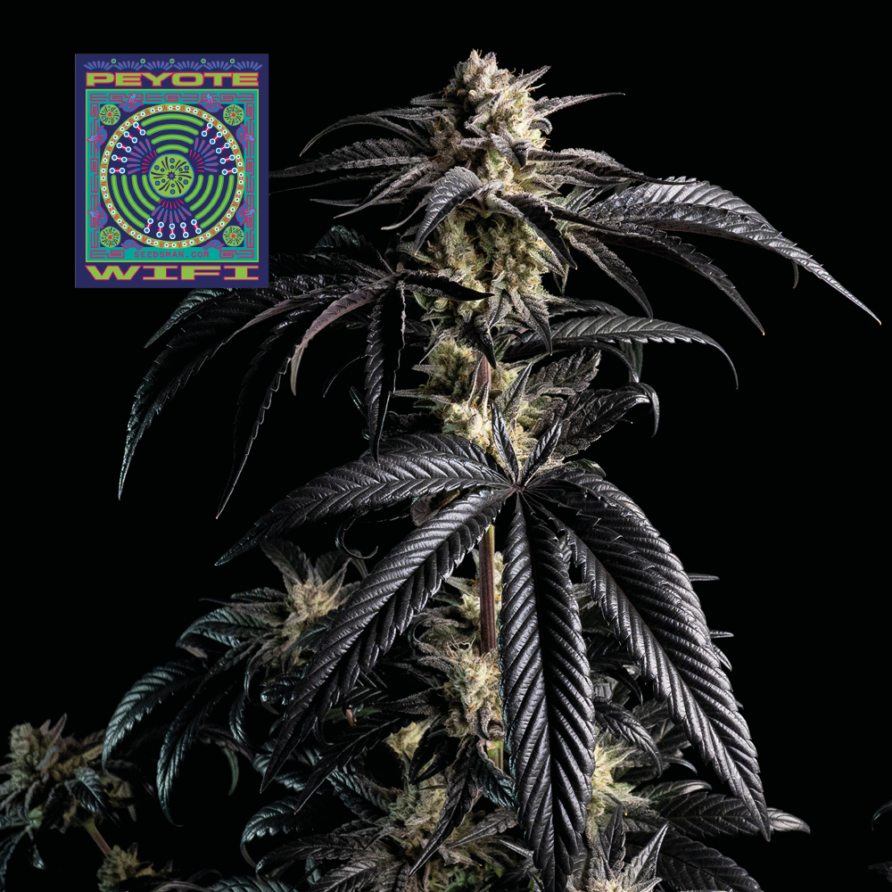 Peyote Wi-Fi Feminised Seeds - 25