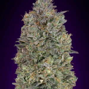 Critical Purple Kush Feminised Seeds - 5