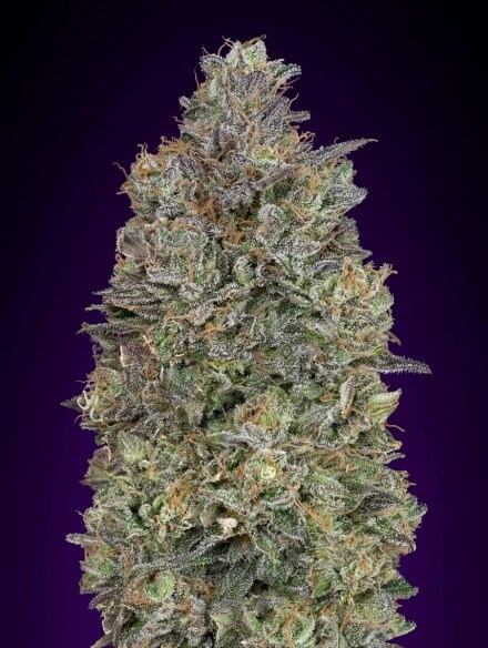 Critical Purple Kush Feminised Seeds - 5