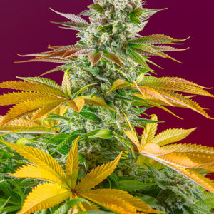 Gorilla Girl F1 FAST Feminised Seeds - 3