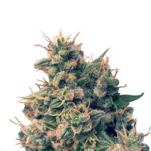 Guawi Regular Seeds - 5