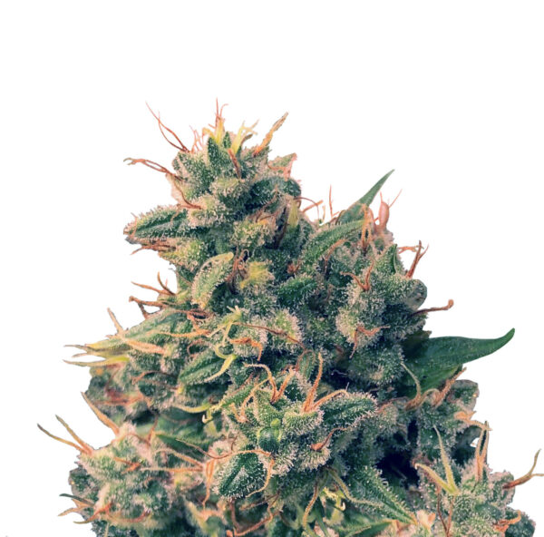 Guawi Regular Seeds - 5