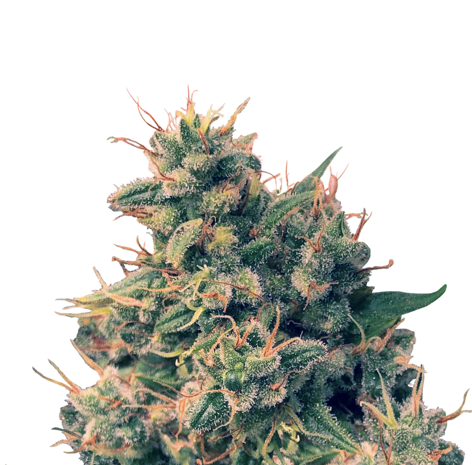 Guawi Regular Seeds - 5