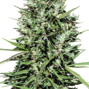 Morocco Beldia Kif Feminised Seeds - 3