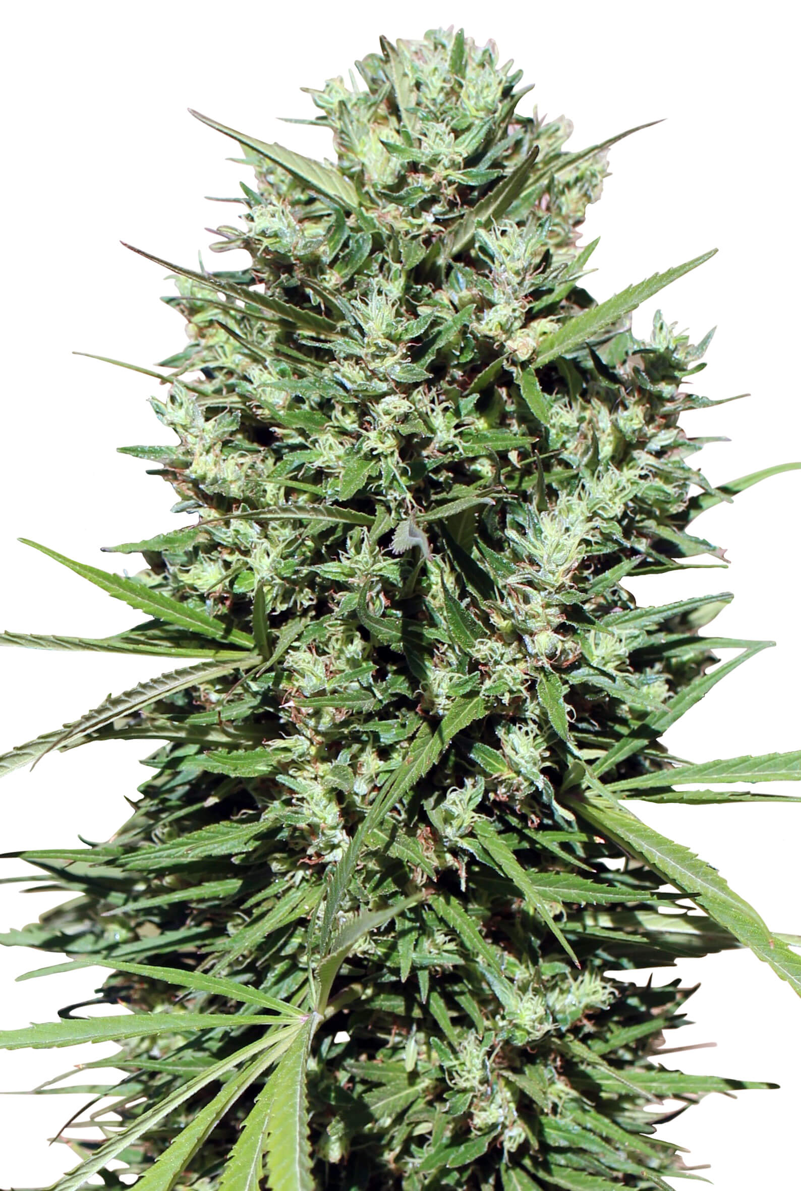 Morocco Beldia Kif Feminised Seeds - 3