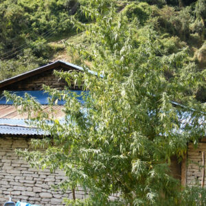 Nepal Annapurna Regular Seeds - 5