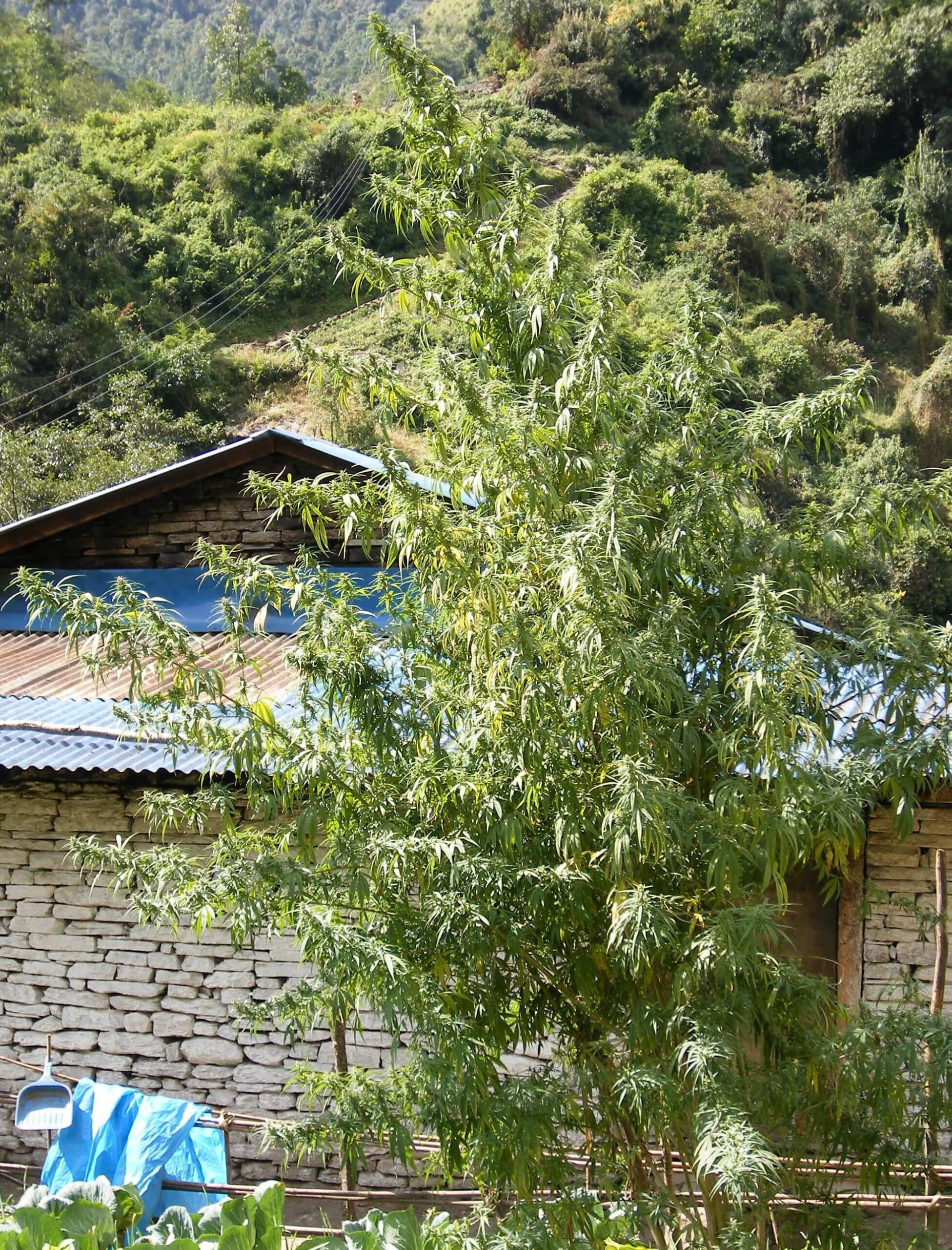 Nepal Annapurna Regular Seeds - 10