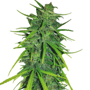 Thai x Panama Feminised Seeds - 3