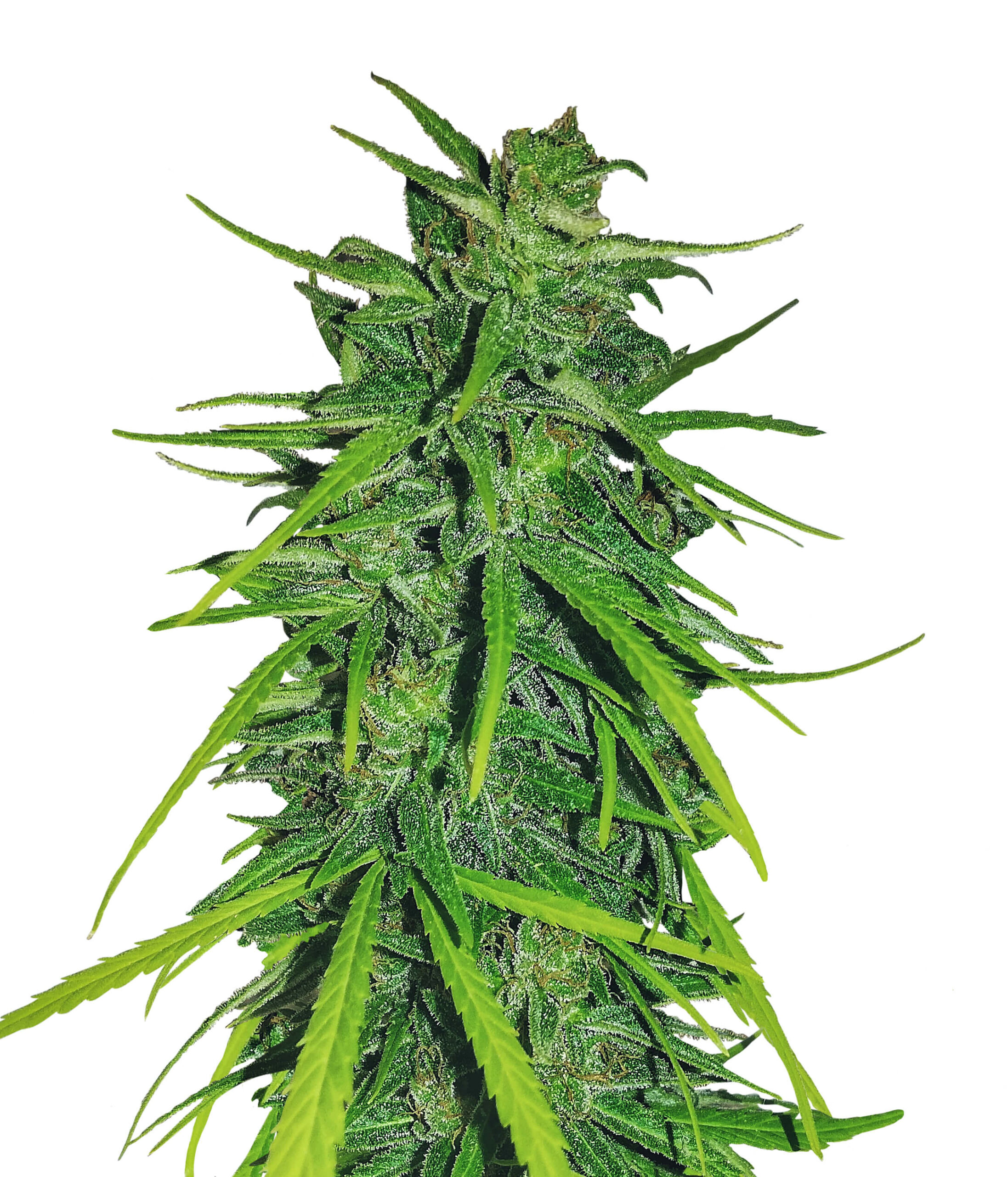 Thai x Panama Feminised Seeds - 3