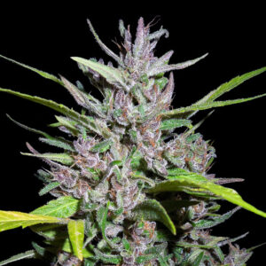 Honduras x Panama Feminised Seeds - 5