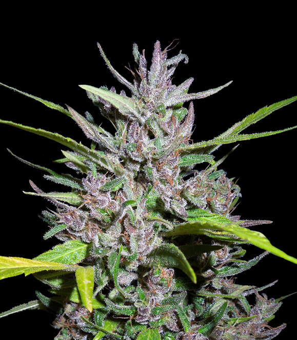 Honduras x Panama Feminised Seeds - 5