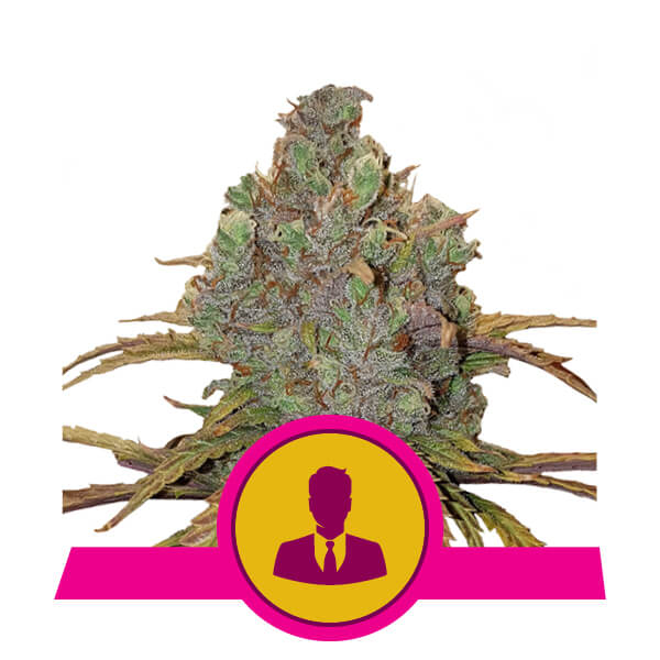 El Patron Feminised Seeds - 1