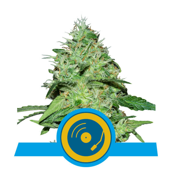 Joanne's CBD Feminised Seeds - 1