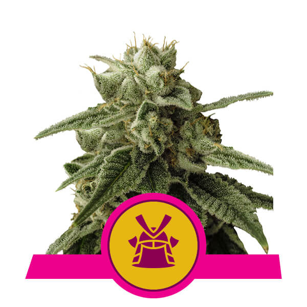 Shogun Feminised Seeds - 10