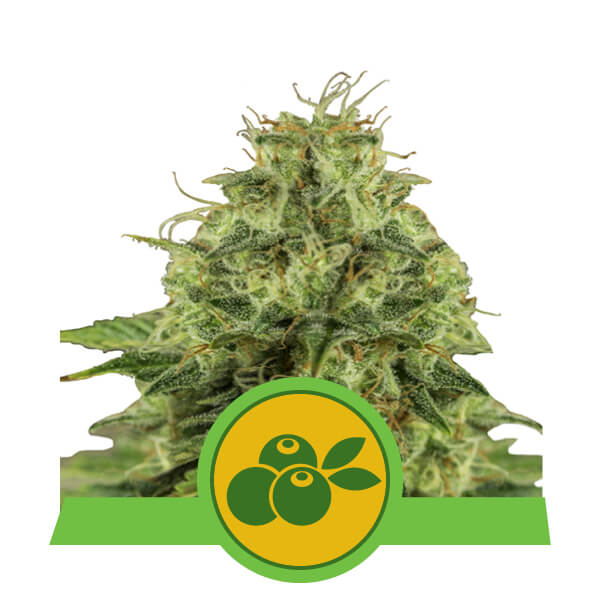 Haze Berry Auto Feminised Seeds - 3