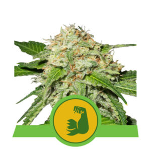 HulkBerry Auto Feminised Seeds - 1