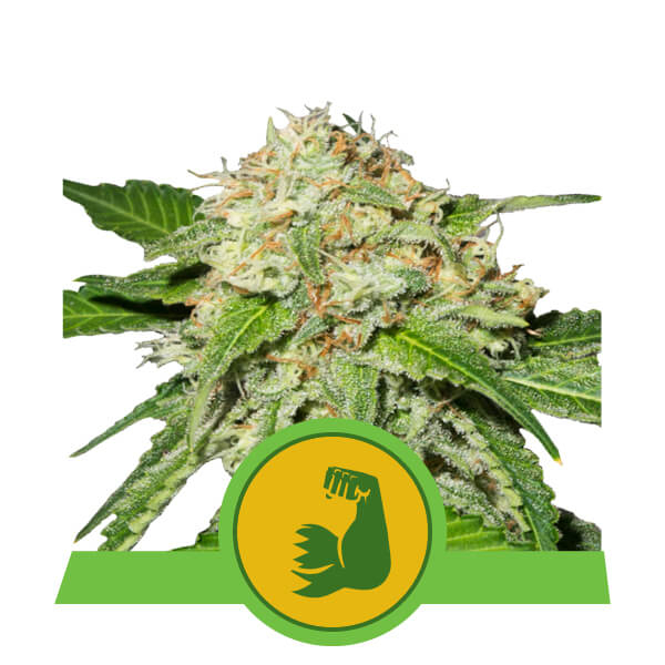 HulkBerry Auto Feminised Seeds - 1