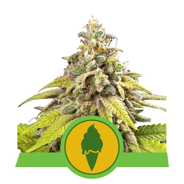 Green Gelato Auto Feminised Seeds - 1