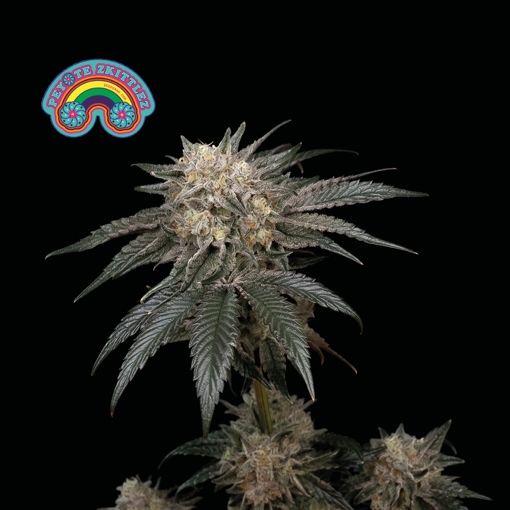 Peyote Zkittlez Feminised Seeds - 100