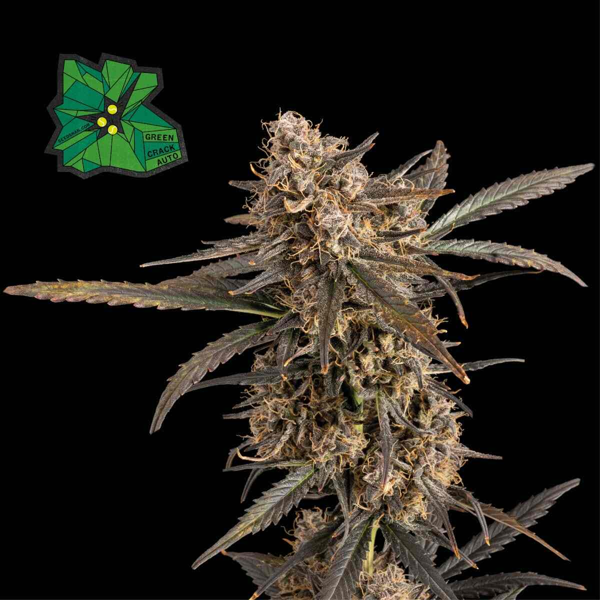 Green Crack Auto Feminised Seeds - 50