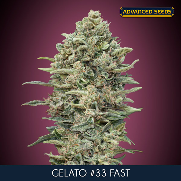 Gelato #33 Fast Feminised Seeds - 5