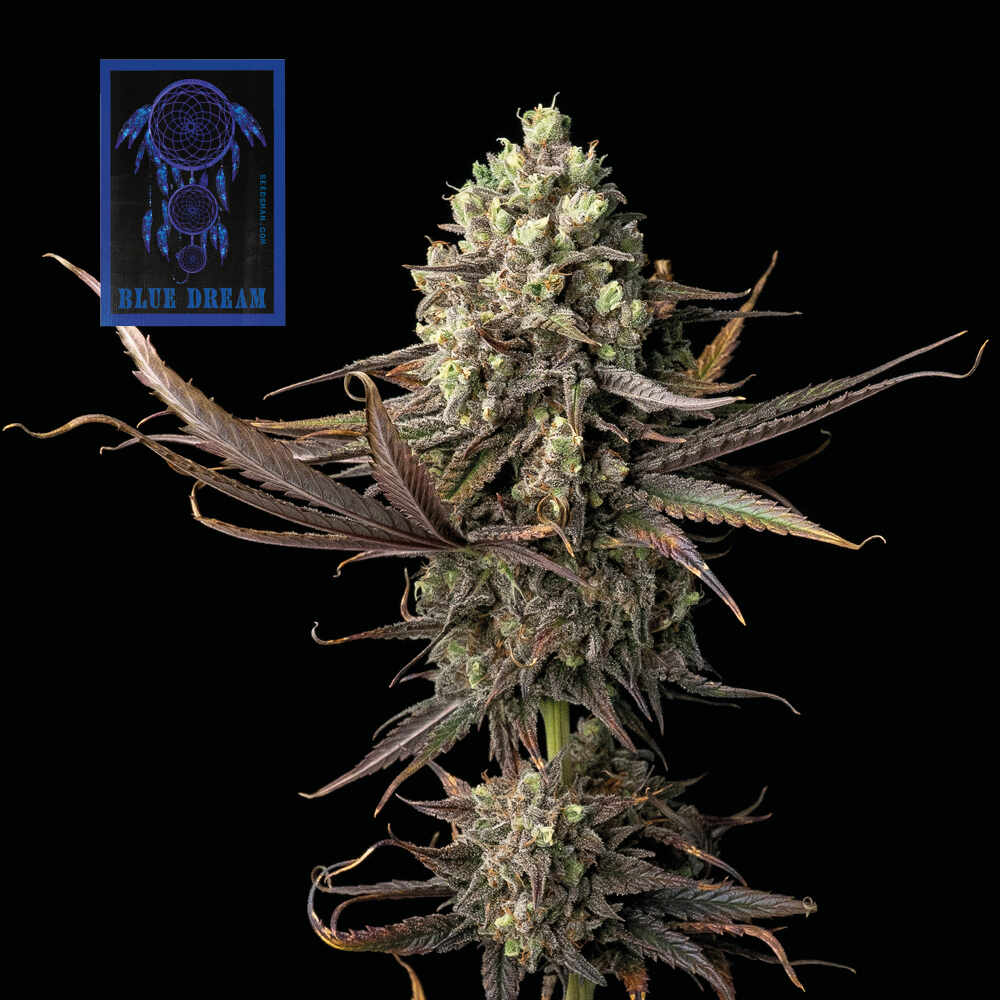 Blue Dream Feminised Seeds - 50