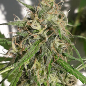 New Caledonia Regular Seeds - 10