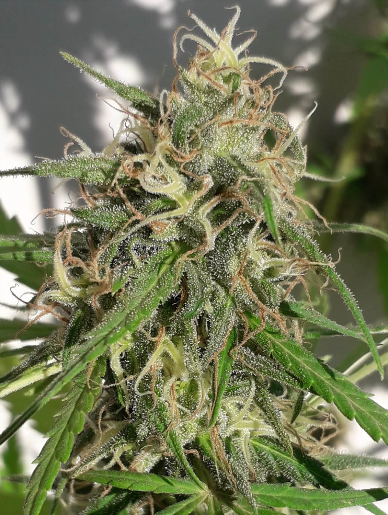 New Caledonia Regular Seeds - 10