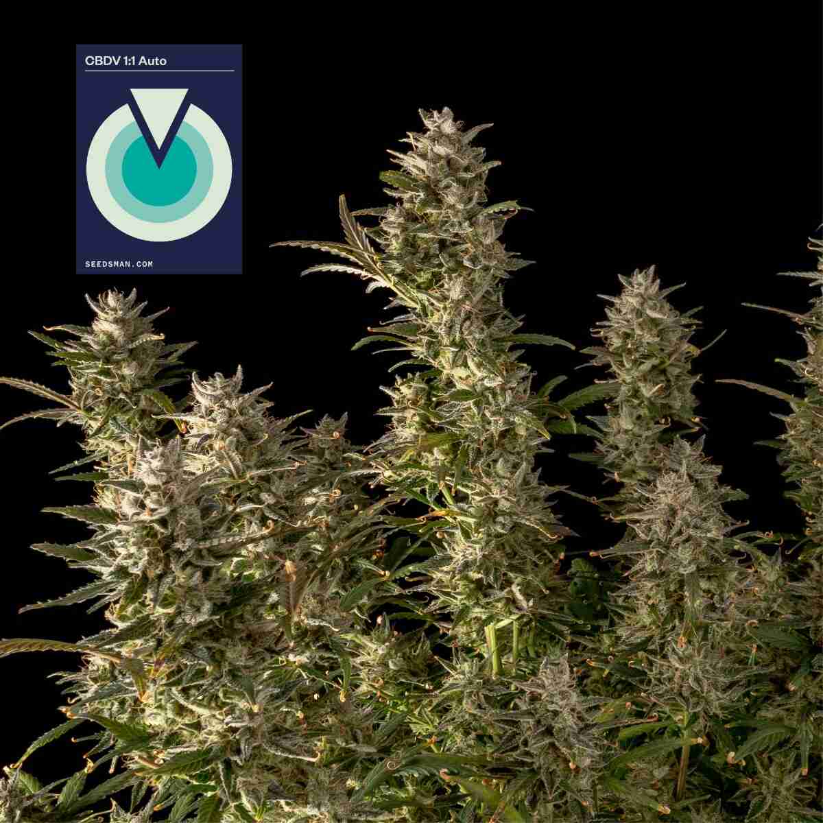 CBDV 1:1 Auto Feminised Seeds - 3