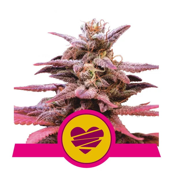 Wedding Crasher Feminised Seeds - 1