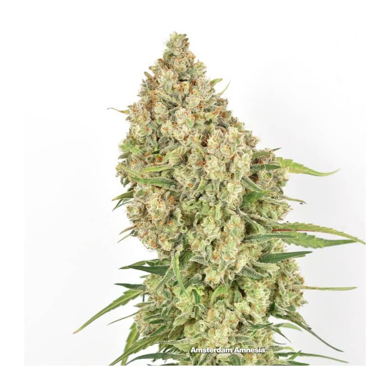 Amsterdam Amnesia Feminised Seeds - 10