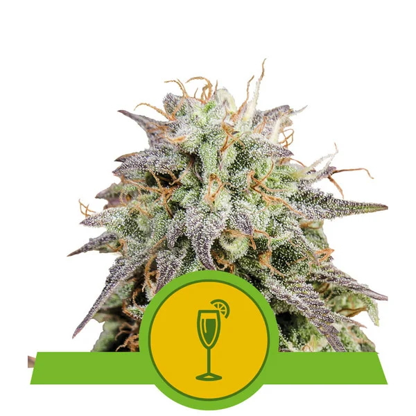 Mimosa Auto Feminised Seeds - 1