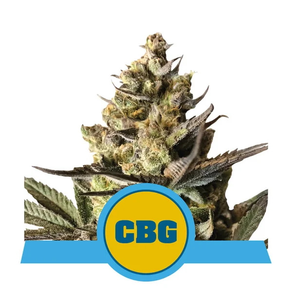 Royal CBG Auto Feminised Seeds - 10