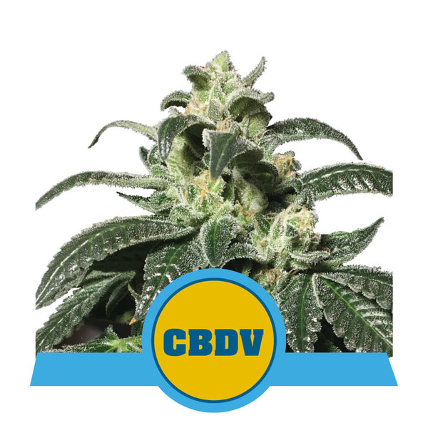 Royal CBDV Auto Feminised Seeds - 1