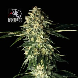 Fuel D.OG Feminised Seeds - 100