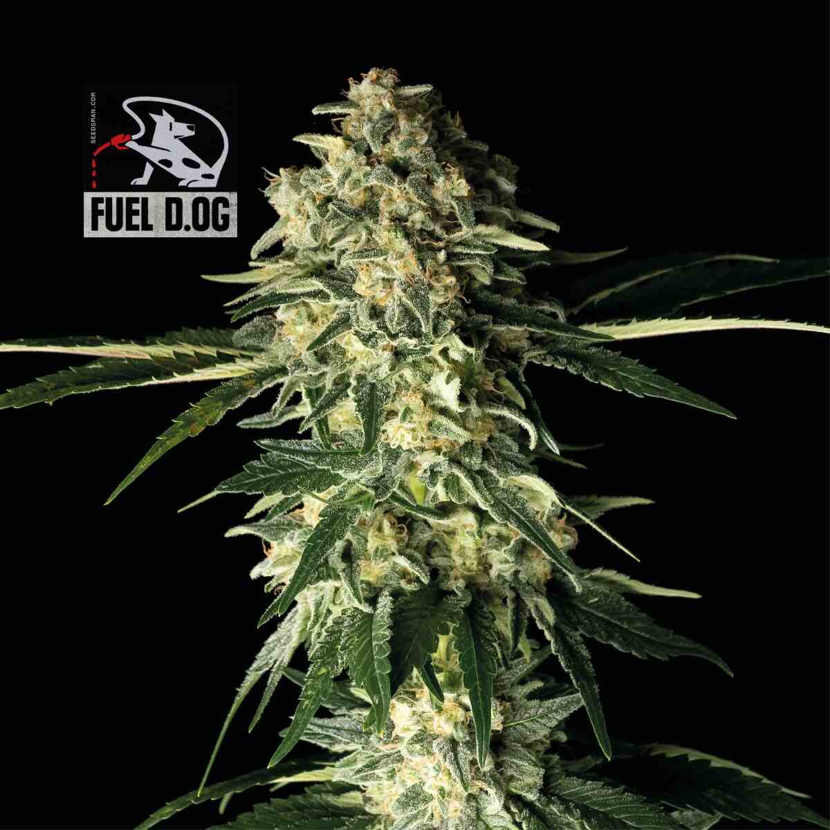 Fuel D.OG Feminised Seeds - 100
