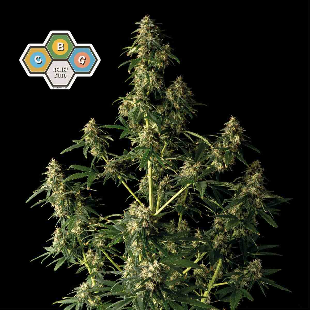 CBG Relief Auto Feminised Seeds - 1