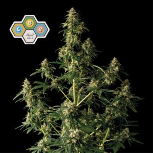 CBG Relief Auto Feminised Seeds - 10
