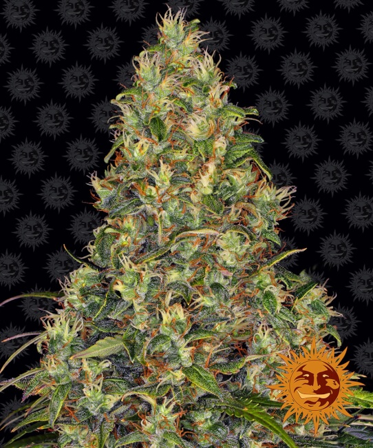 Amnesia Haze Auto Feminised Seeds - 1